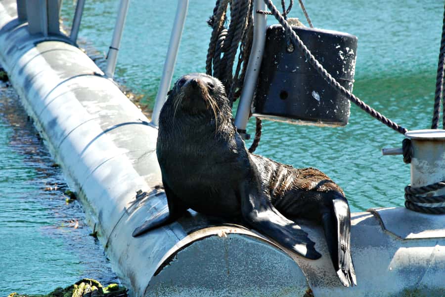 Queen Charlotte Sound Mail Boat Cruise from Picton - Key points to know before you book