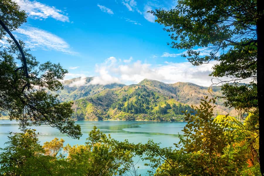 Queen Charlotte Track: Cruise & Self-Guided Hike from Picton - A full day from Picton to the Queen Charlotte Track
