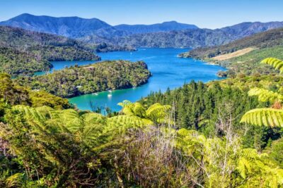 Queen Charlotte Track: Cruise & Self-Guided Hike from Picton