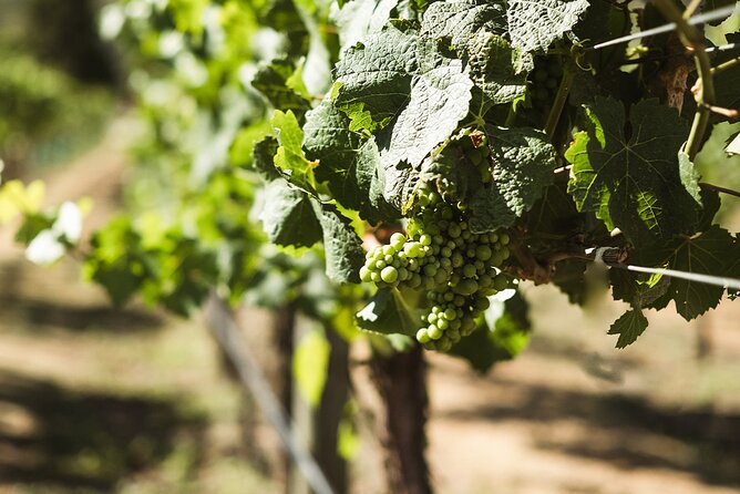 Queenstown: Afternoon Wine & Beer Tour with Platters - Wine, beer, or both?