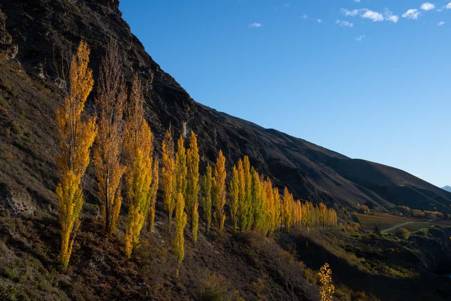 Queenstown: Craft Beer Brewery Tour with Lunch - Transport makes this safer and simpler