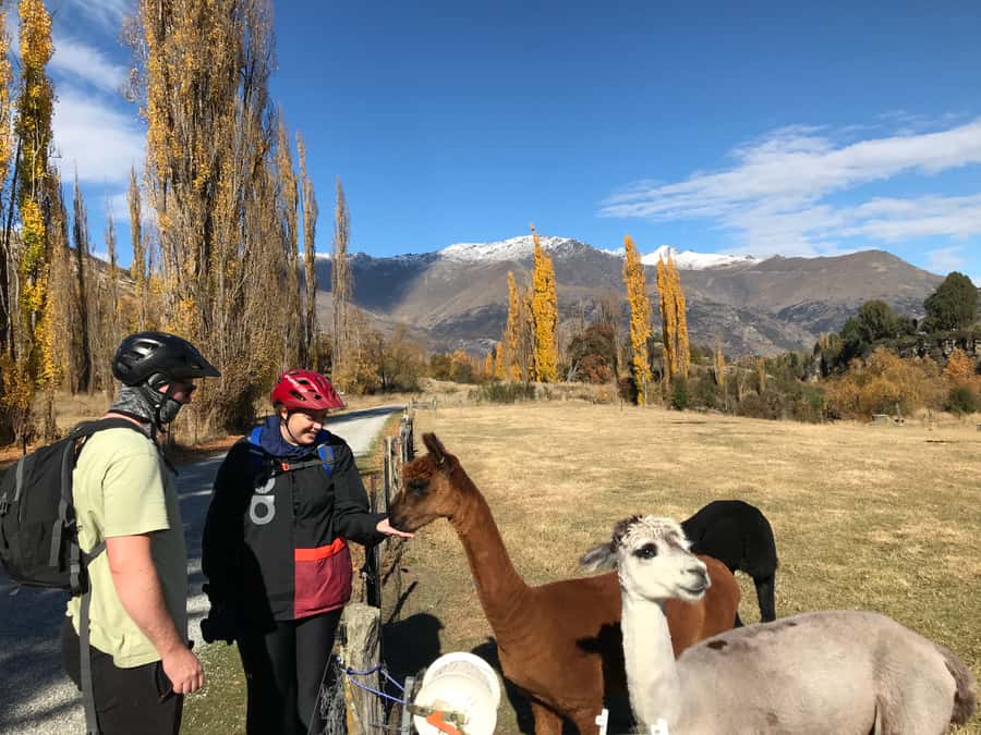 Queenstown: Guided E-Bike Tour with Winery Visits & Tastings - Key points at a glance
