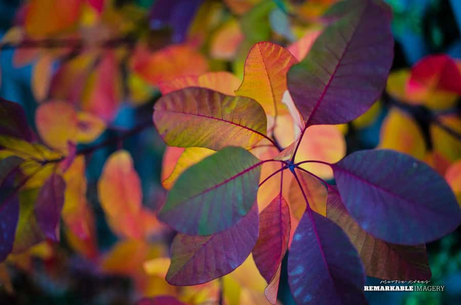 Queenstown: Half Day Private Photography Tour - What the photography coaching actually gives you