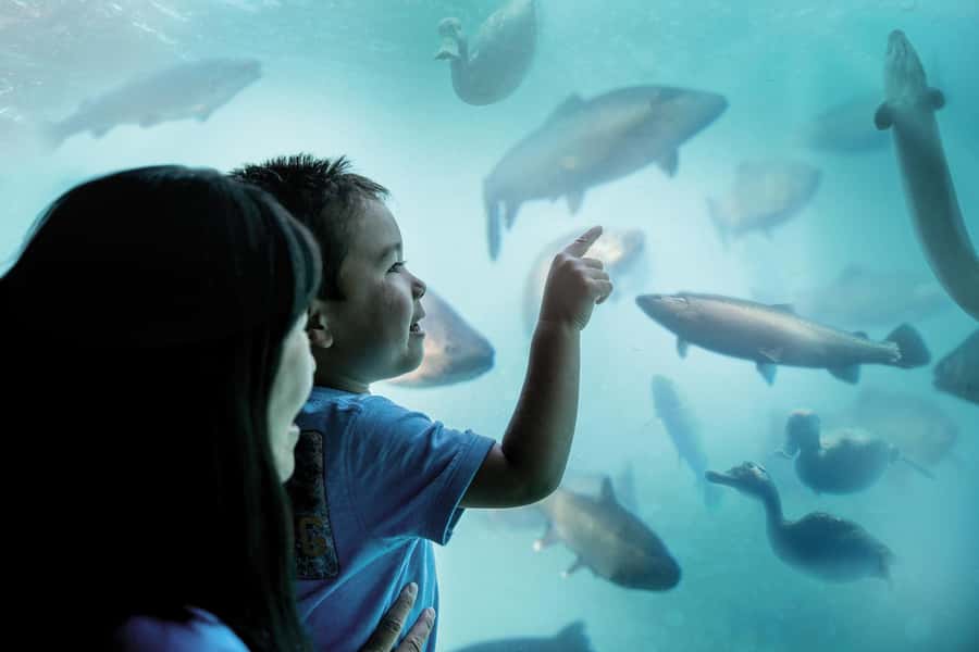 Queenstown: Hidden Underwater Theatre Experience - Key points to know before you go