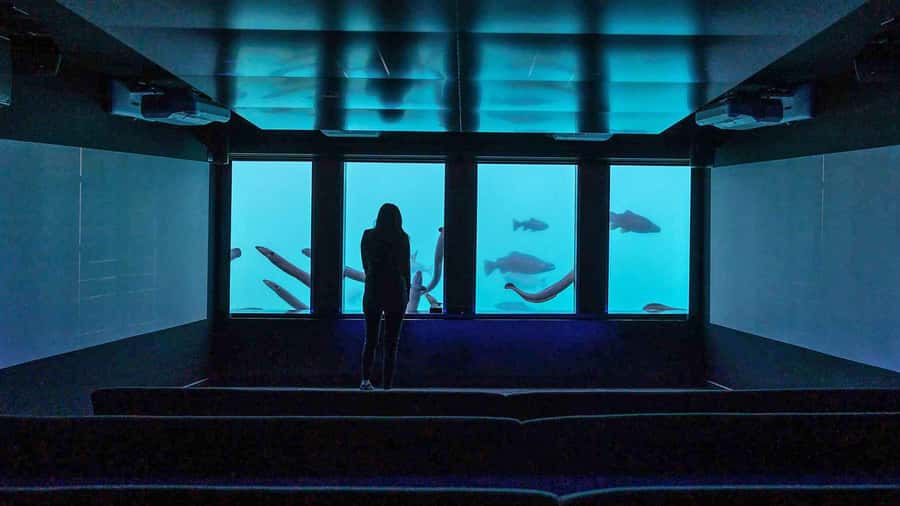 Queenstown: Hidden Underwater Theatre Experience - The practical drawbacks to consider