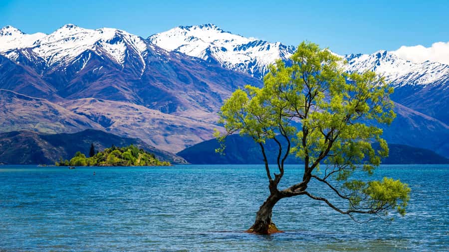 Queenstown: Private Day Trip to Wanaka, Arrowtown & More - Key points to know before you book
