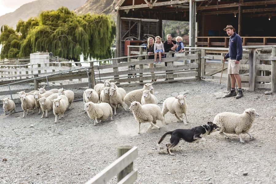 Queenstown: Queenstown Lake Cruise and Walter Peak Farm Tour - Why Walter Peak makes a good Queenstown side trip