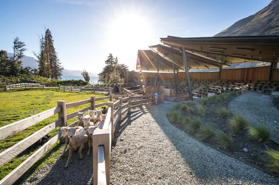 Queenstown: Queenstown Lake Cruise and Walter Peak Farm Tour - How much value do you get for the price?