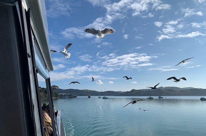 Raglan Scenic Nature Boat Cruise - Who will enjoy this cruise most