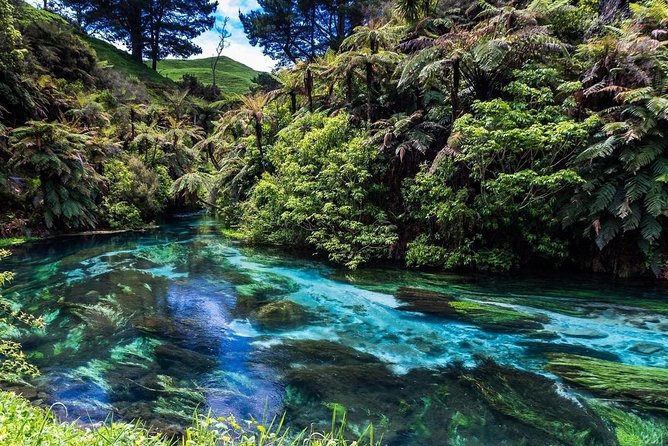 Redwood Forest , Blue Springs & Huka Falls Day Tour from Auckland - Why this Auckland day trip works