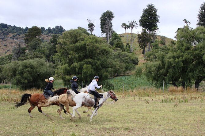 River Valley Stables - Burn The Breeze, Half Day Horse Ride For Riders - Cantering through open fields