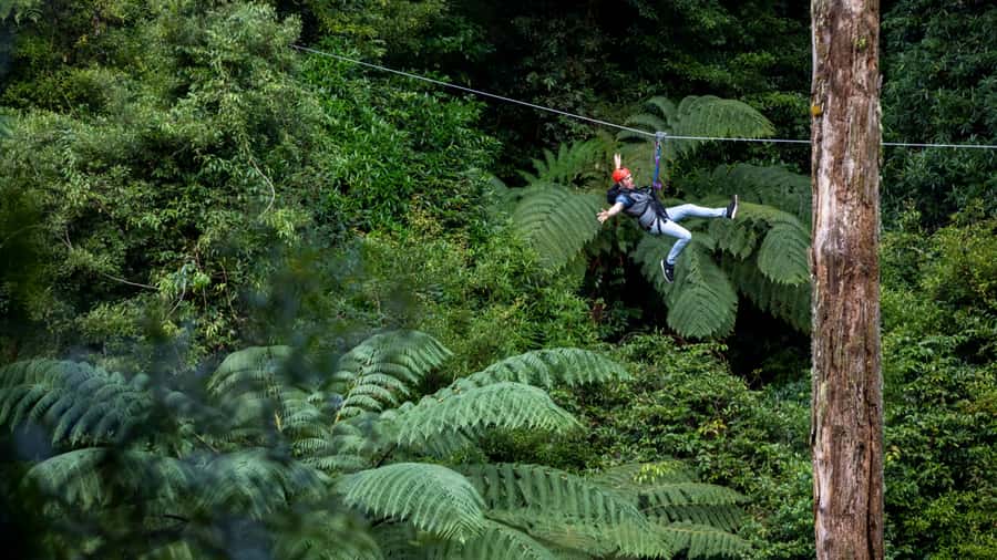 Rotorua: 6 Ziplines, Swing-Bridges & Wildlife Encounters - Native birds and a forest coming back to life