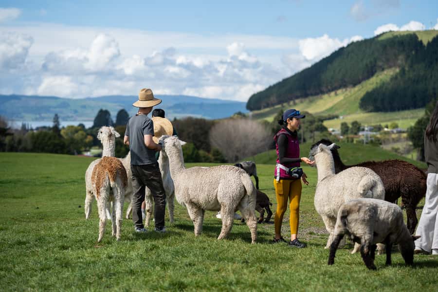 Rotorua: Authentic Kiwi Farm Experience at the Agrodome - A real farm visit just 10 minutes from Rotorua