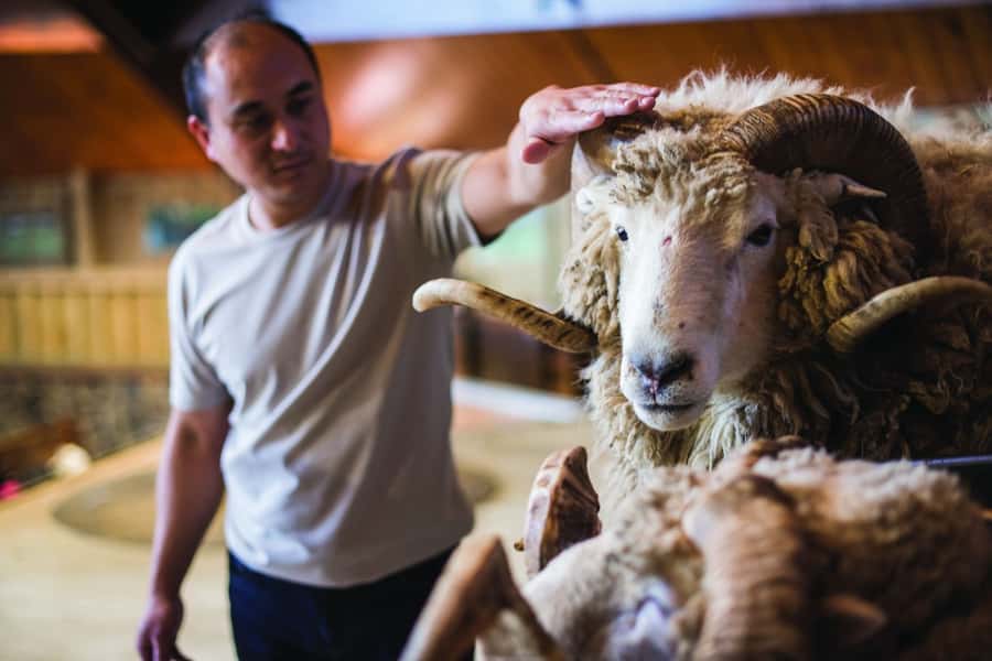 Rotorua: Authentic Kiwi Farm Experience at the Agrodome - Feeding sheep, alpacas, deer, and other farm animals