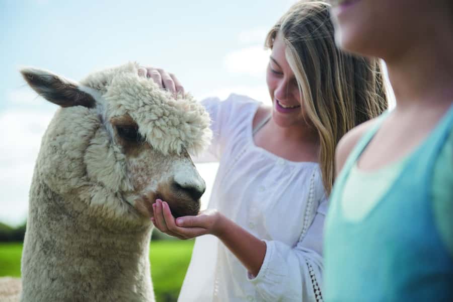 Rotorua: Authentic Kiwi Farm Experience at the Agrodome - Honey, kiwifruit juice, and the orchard stop