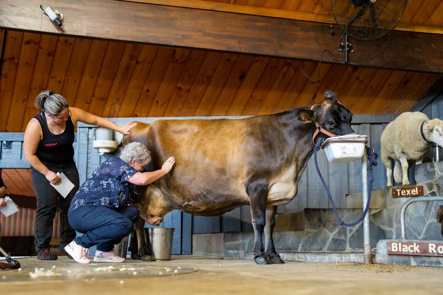 Rotorua: Authentic Kiwi Farm Experience at the Agrodome - Who will get the most from the $38 price