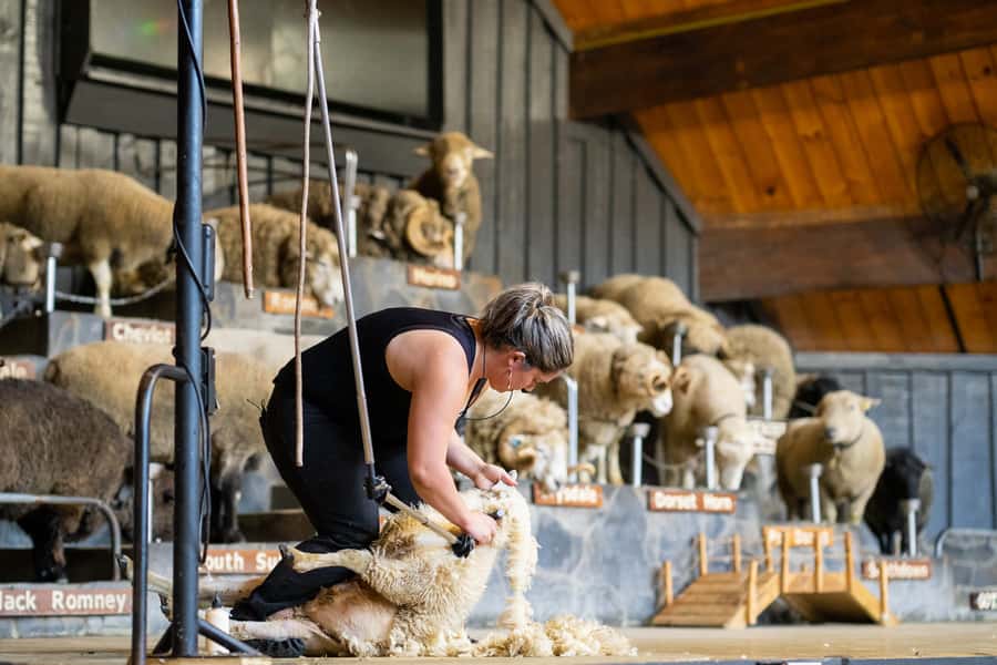Rotorua: Authentic Kiwi Farm Experience at the Agrodome - The farm show: sheep, dogs, and plenty of audience action