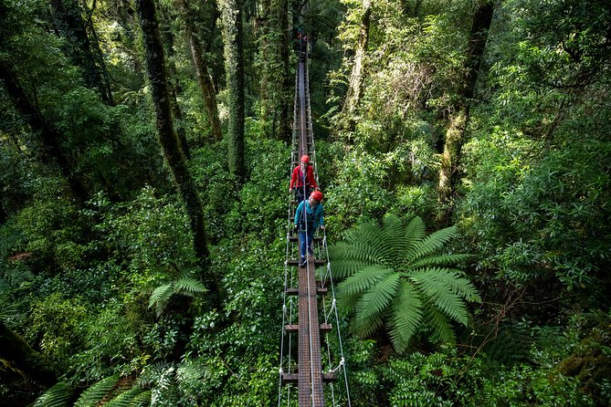 Rotorua Canopy Tours: 2.5Hour Native Forest Zipline Adventure - Why the free photos matter
