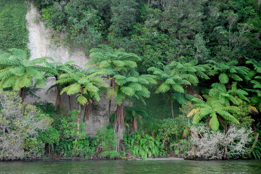 Rotorua: Evening Big Kanu Starlight Tour - Why the glowworm cave makes this tour different