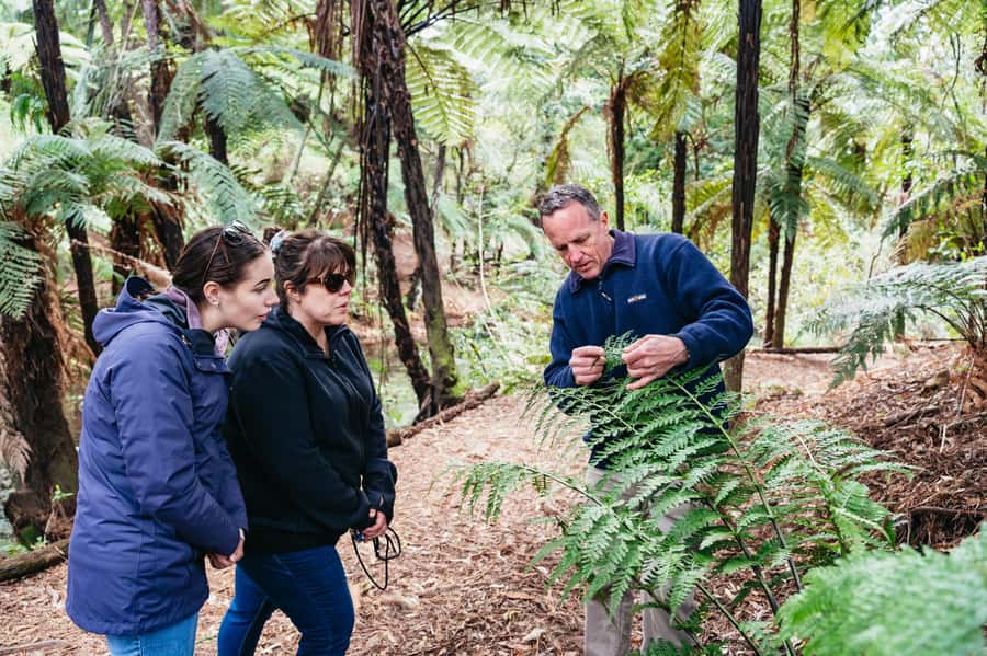 Rotorua: Explore The Lakes Half-Day Morning Tour - Why this four-hour morning works well