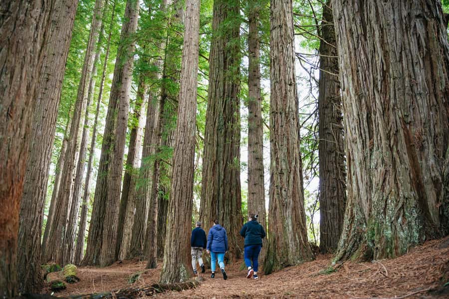 Rotorua: Explore The Lakes Half-Day Morning Tour - Walking above the Kaituna River