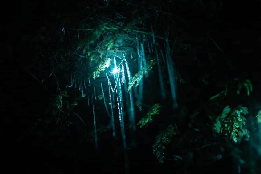Rotorua: Glow Worm Kayak Tour - Should you book the Rotorua glow-worm kayak tour?