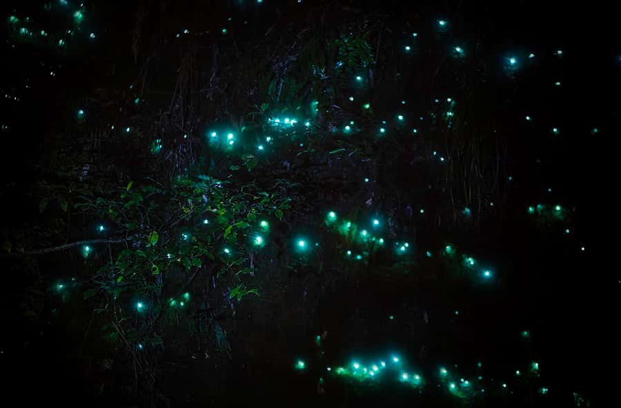 Rotorua: Nocturnal Glow-Worm Adventure Tour with a Guide - Key points to know before you book