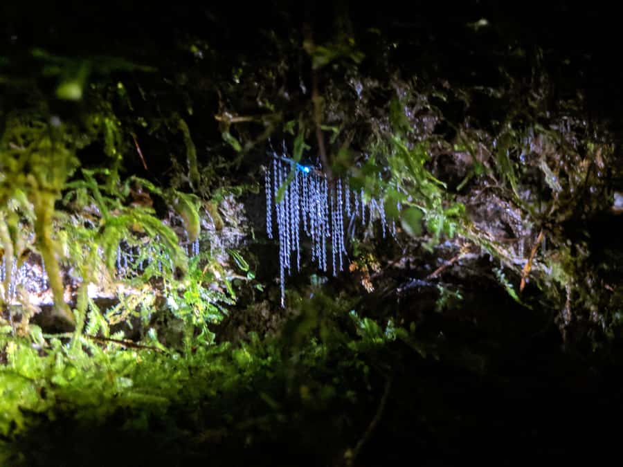 Rotorua: Nocturnal Glow-Worm Adventure Tour with a Guide - Finishing under the stars