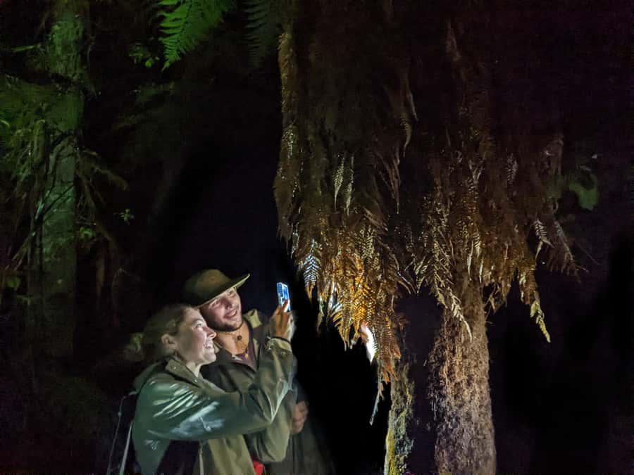 Rotorua: Nocturnal Glow-Worm Adventure Tour with a Guide - From Rotorua pickup to the forest