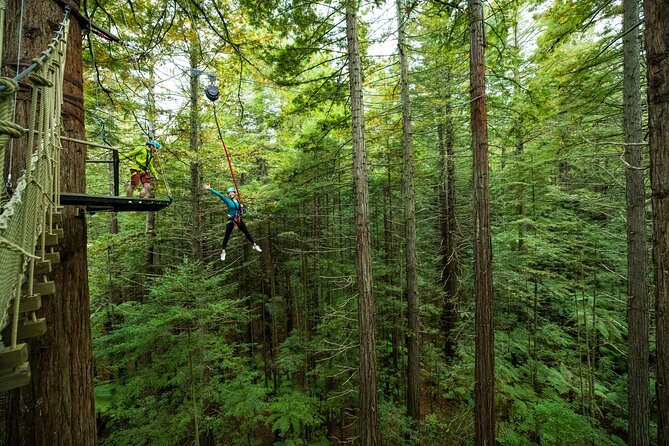 Rotorua: Redwoods Altitude High Ropes Adventure - Is $86 good value?
