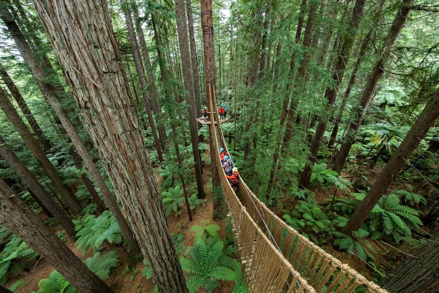 Rotorua: Redwoods Altitude, Nighttime Fast Pass, & Treewalk - Starting high above Rotorua’s redwoods