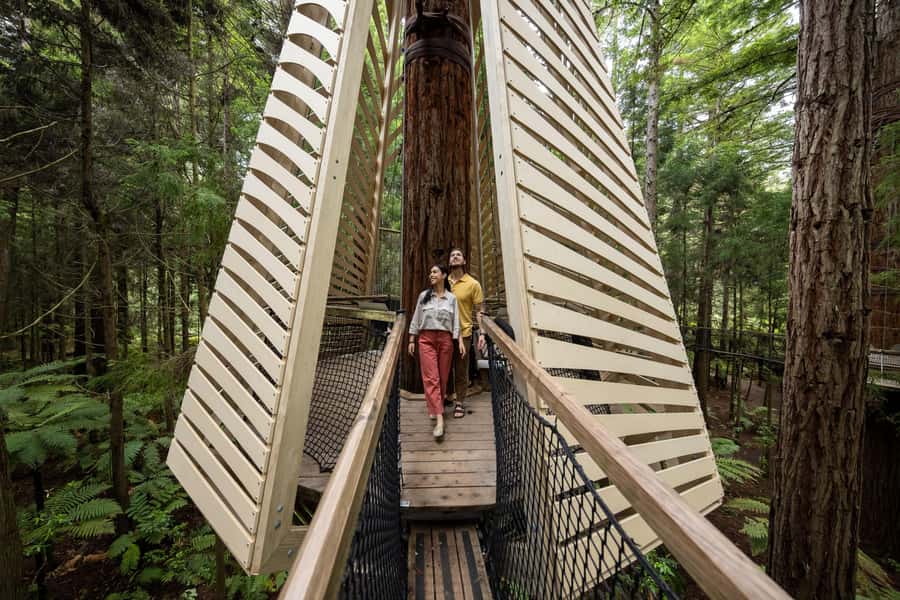 Rotorua: Redwoods Altitude, Nighttime Fast Pass, & Treewalk - Safety, height, and who should skip it