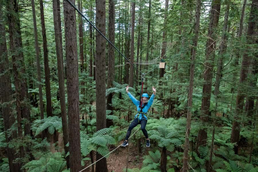 Rotorua: Redwoods Altitude, Nighttime Fast Pass, & Treewalk - The daytime Treewalk and glowworm stop