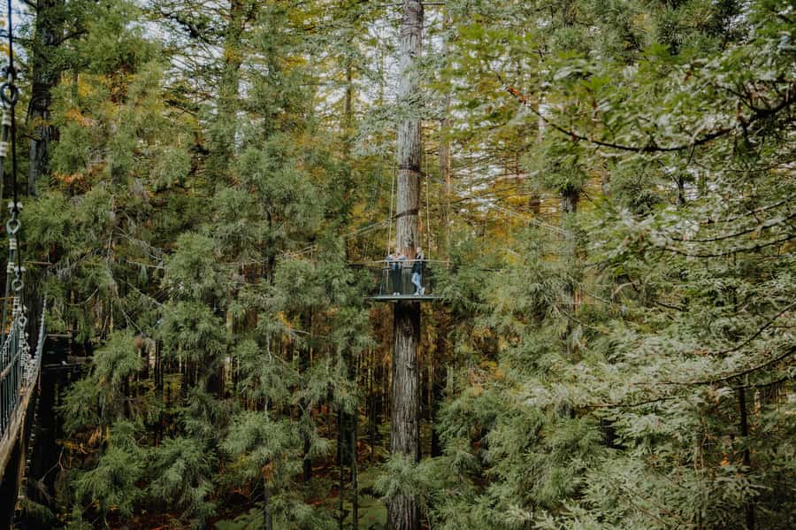 Rotorua: Redwoods Altitude, Nighttime Fast Pass, & Treewalk - Why the nightlights are worth planning around
