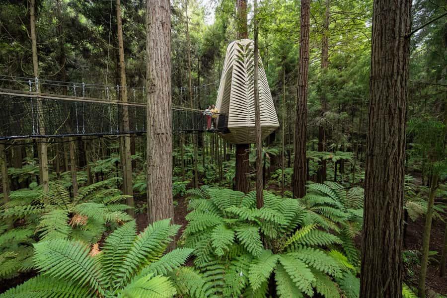 Rotorua: Redwoods Altitude, Nighttime Fast Pass, & Treewalk - What $118 buys you