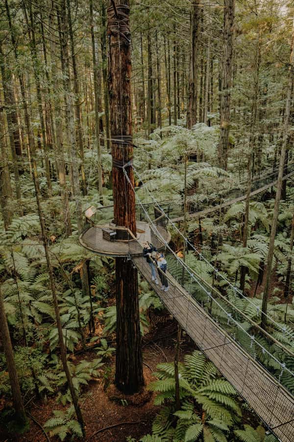 Rotorua: Redwoods Altitude, Nighttime Fast Pass, & Treewalk - Booking advice for Rotorua
