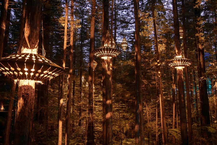 Rotorua: Redwoods Altitude, Nighttime Fast Pass, & Treewalk - The 650-metre Altitude challenge