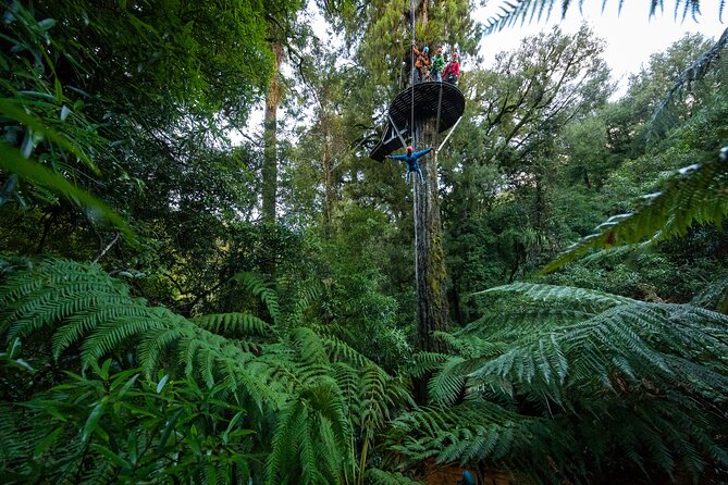 Rotorua’s Ultimate Zipline: 6 ziplines, 400 m Tandem, Cliff Walk - The 400 m tandem zipline is the headline moment