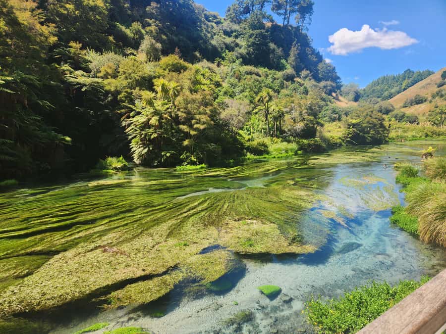 Rotorua & Taupo DayTour Waiotapu & Huka Falls from Auckland - Blue Springs, the day’s possible surprise