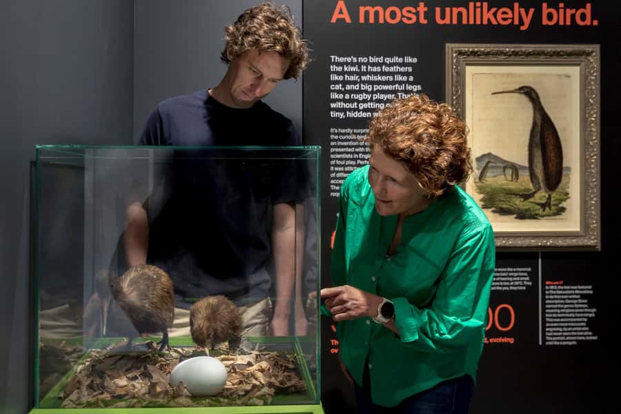 Rotorua: The National Kiwi Hatchery Kiwi Encounter Tour - Eggs, candling, and the chance of a newborn