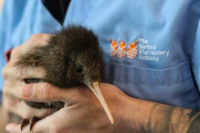 The National Kiwi Hatchery Kiwi Encounter Tour