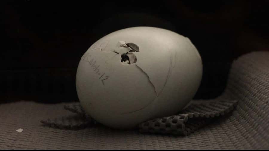 Rotorua: The National Kiwi Hatchery Kiwi Encounter Tour - Adult kiwi in the nocturnal house