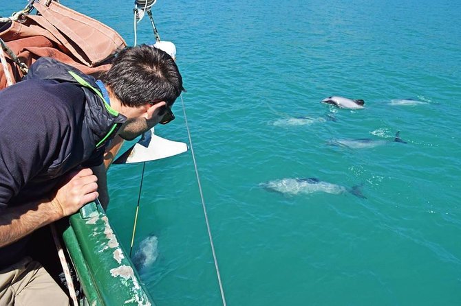 Sailing and Wildlife Tour Akaroa Fox II Sailing - What Captain Roy adds to the trip