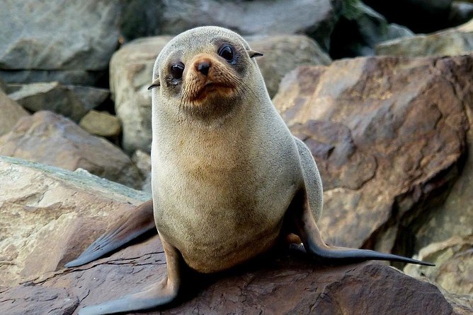 Sailing and Wildlife Tour Akaroa Fox II Sailing - Who will enjoy this sailing trip most?