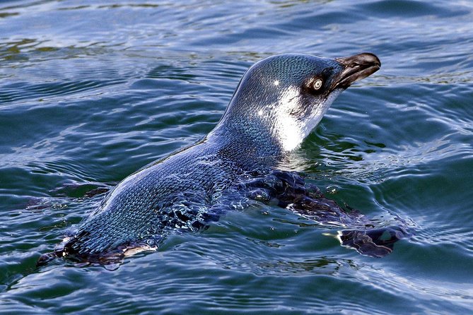 Sailing and Wildlife Tour Akaroa Fox II Sailing - Weather, cancellations, and planning your day