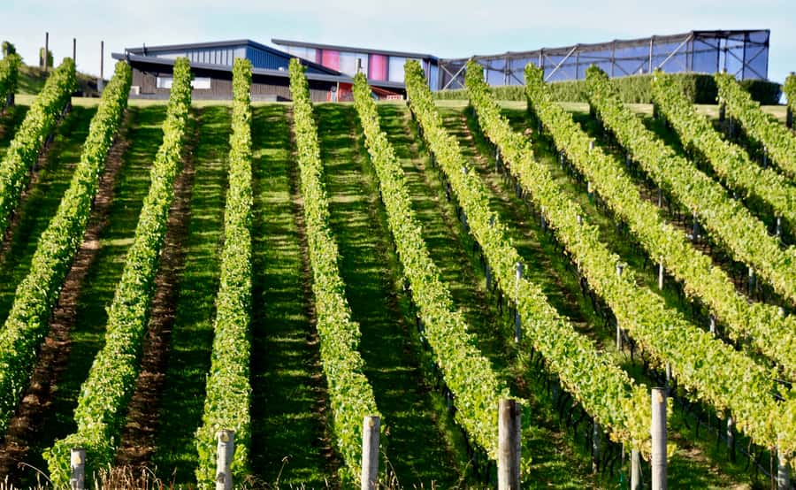 Sea, Land & Sky Premium Package - Why the flight makes this Waiheke day different
