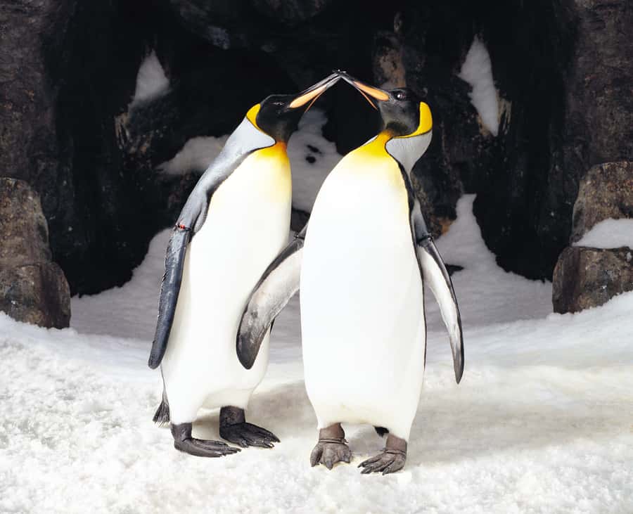 Sea Life Kelly Tarlton's Aquarium General Admission - Key points to know before you go