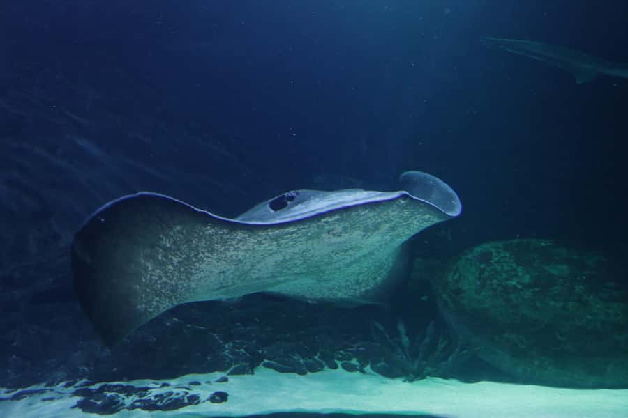 Sea Life Kelly Tarlton's Aquarium General Admission - A self-guided route that works for most families