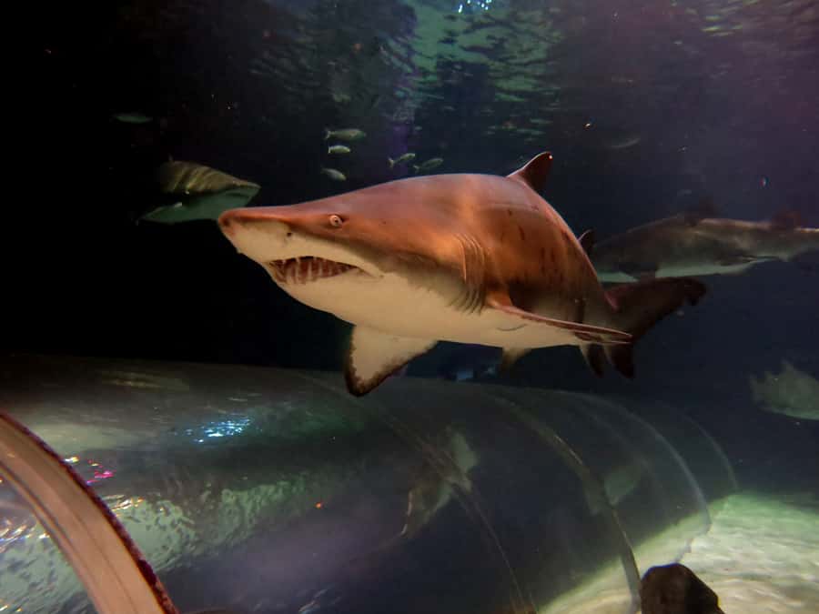 Sea Life Kelly Tarlton's Aquarium General Admission - Who will enjoy Kelly Tarlton’s most?