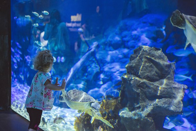 SEA LIFE Kelly Tarlton's General Admission - Penguins first, then the creatures of the Southern Ocean